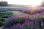 The Rich and Versatile History of Lavender