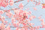Embrace the Scent of Spring: A Guide to the Best Fragrances of the Spring Season