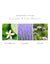 Antica Farmacista Lavender & Lime Blossom Body Moisturizer - 10 oz