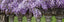 Acca Kappa - Wisteria Soap Bar
